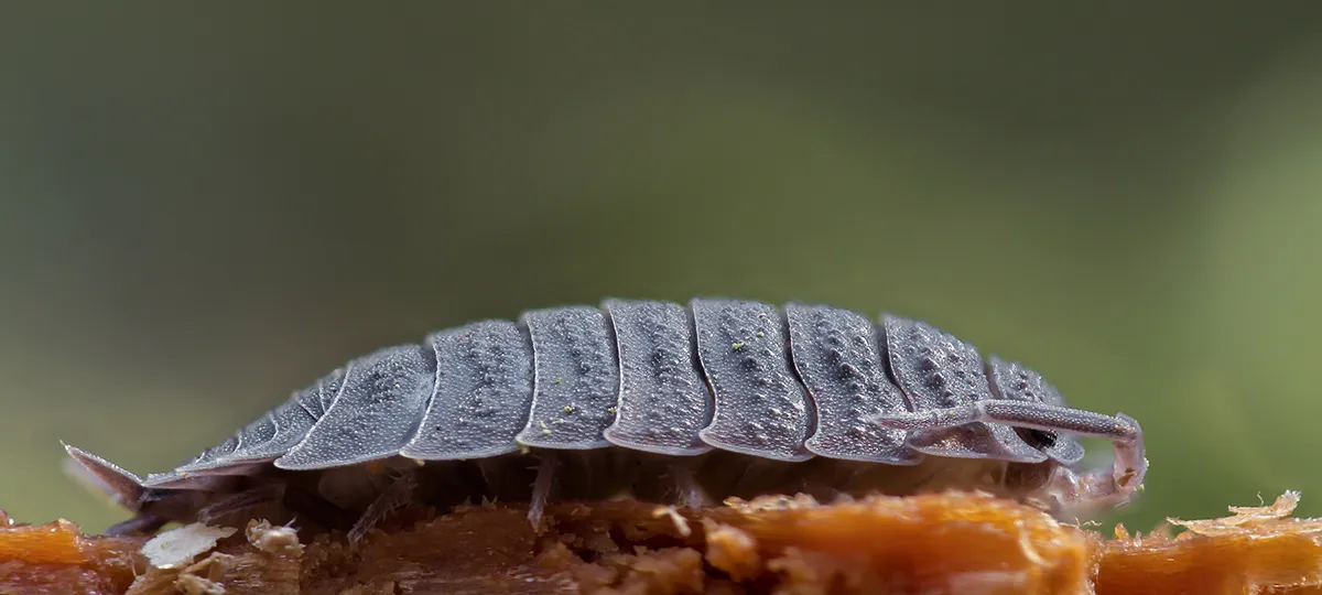 Other Insects Or Creatures 7