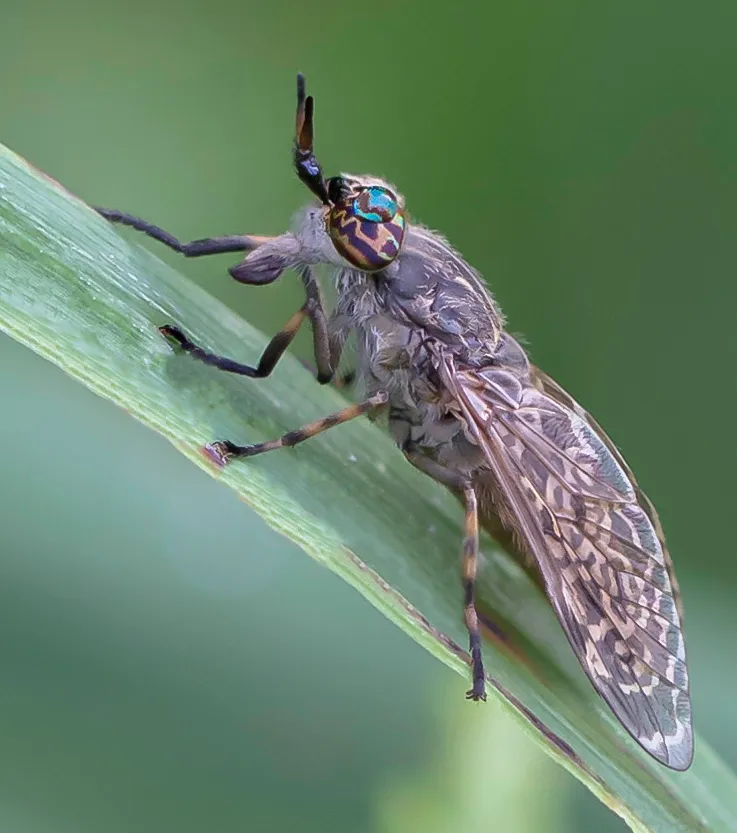 Other Insects Or Creatures 9