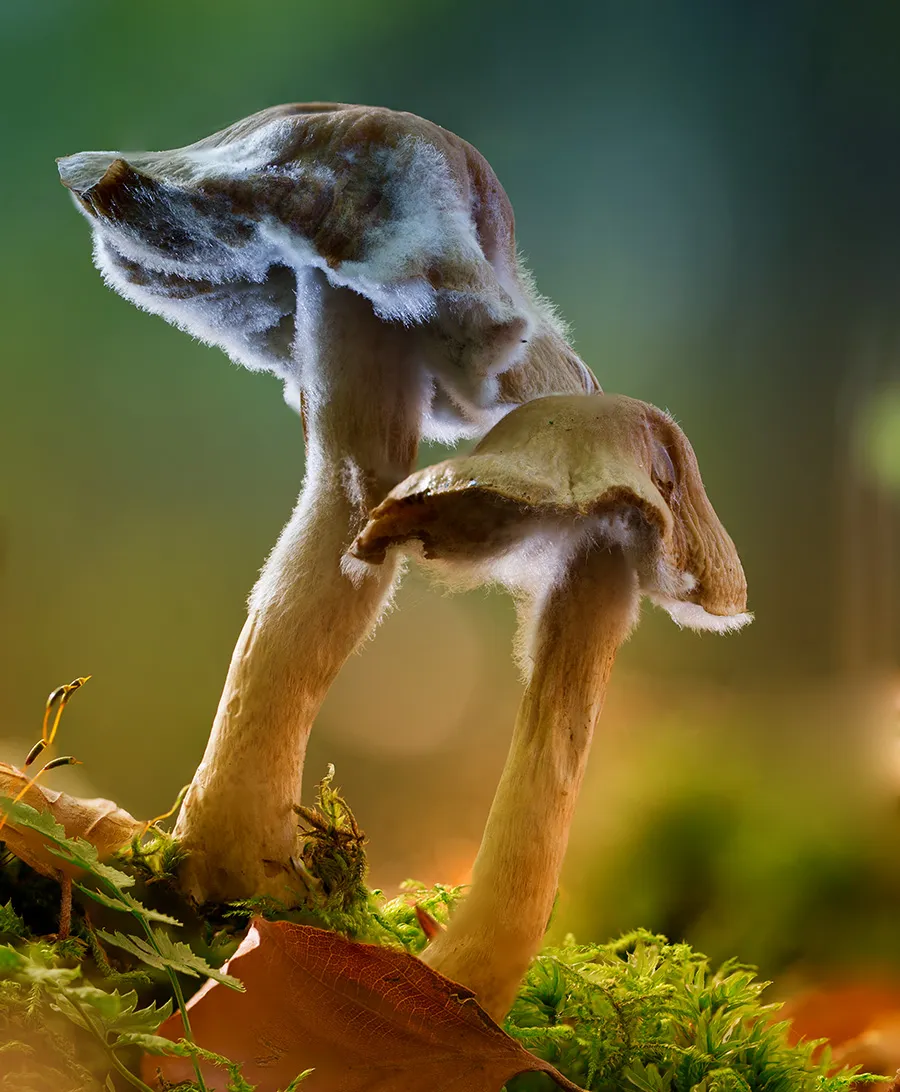 Other Mushrooms 2017 1