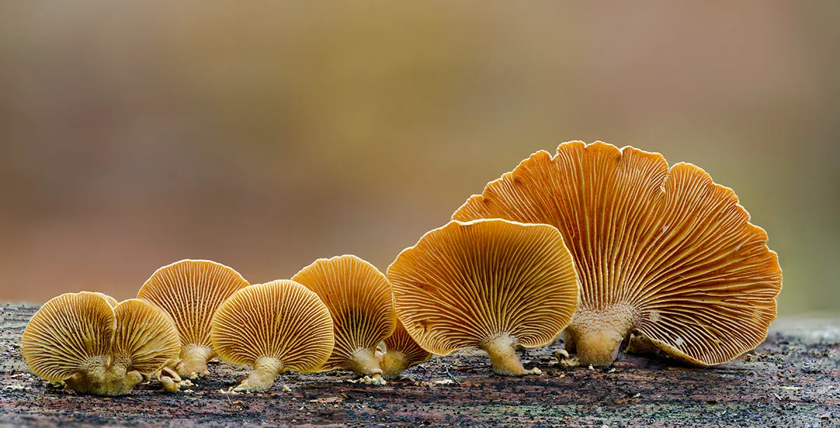 Other Mushrooms 2017 11