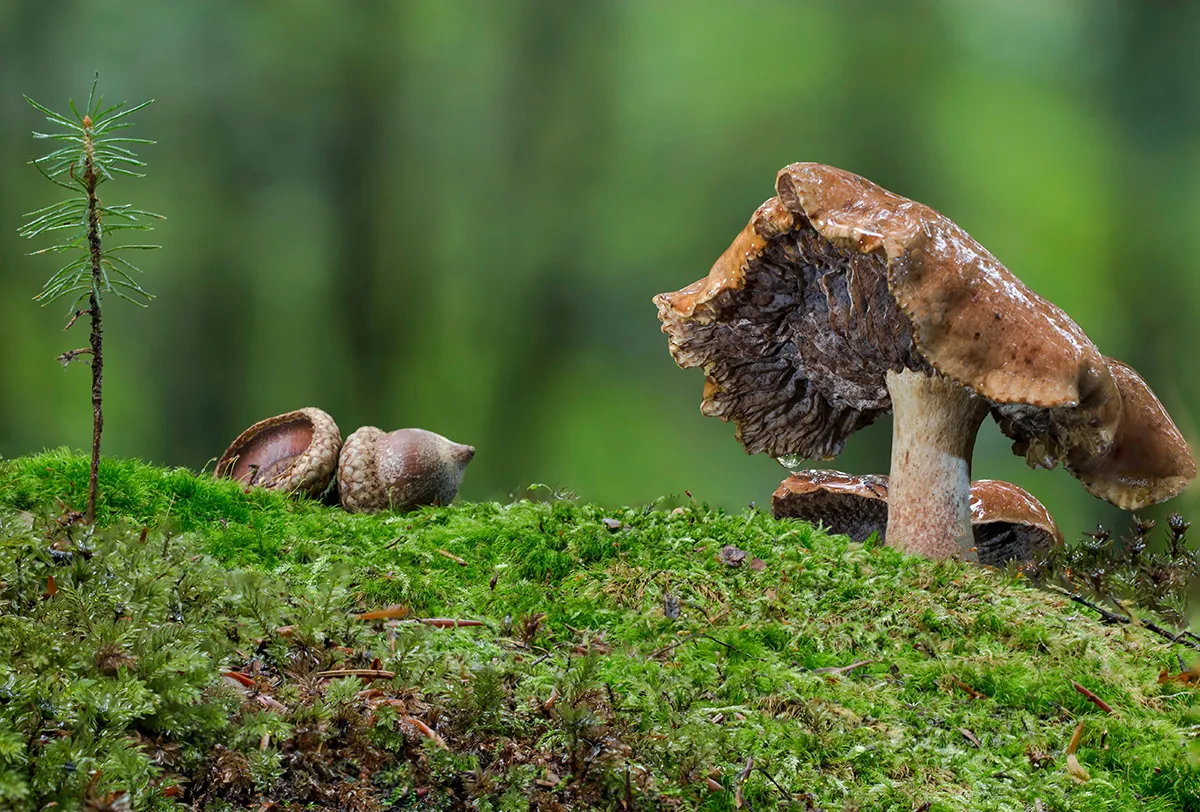 Other Mushrooms 2017 14