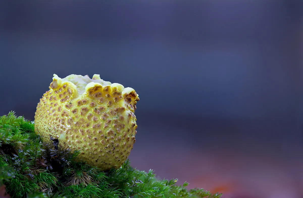 Other Mushrooms 2017 16