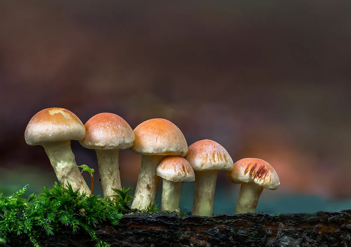 Other Mushrooms 2017 20