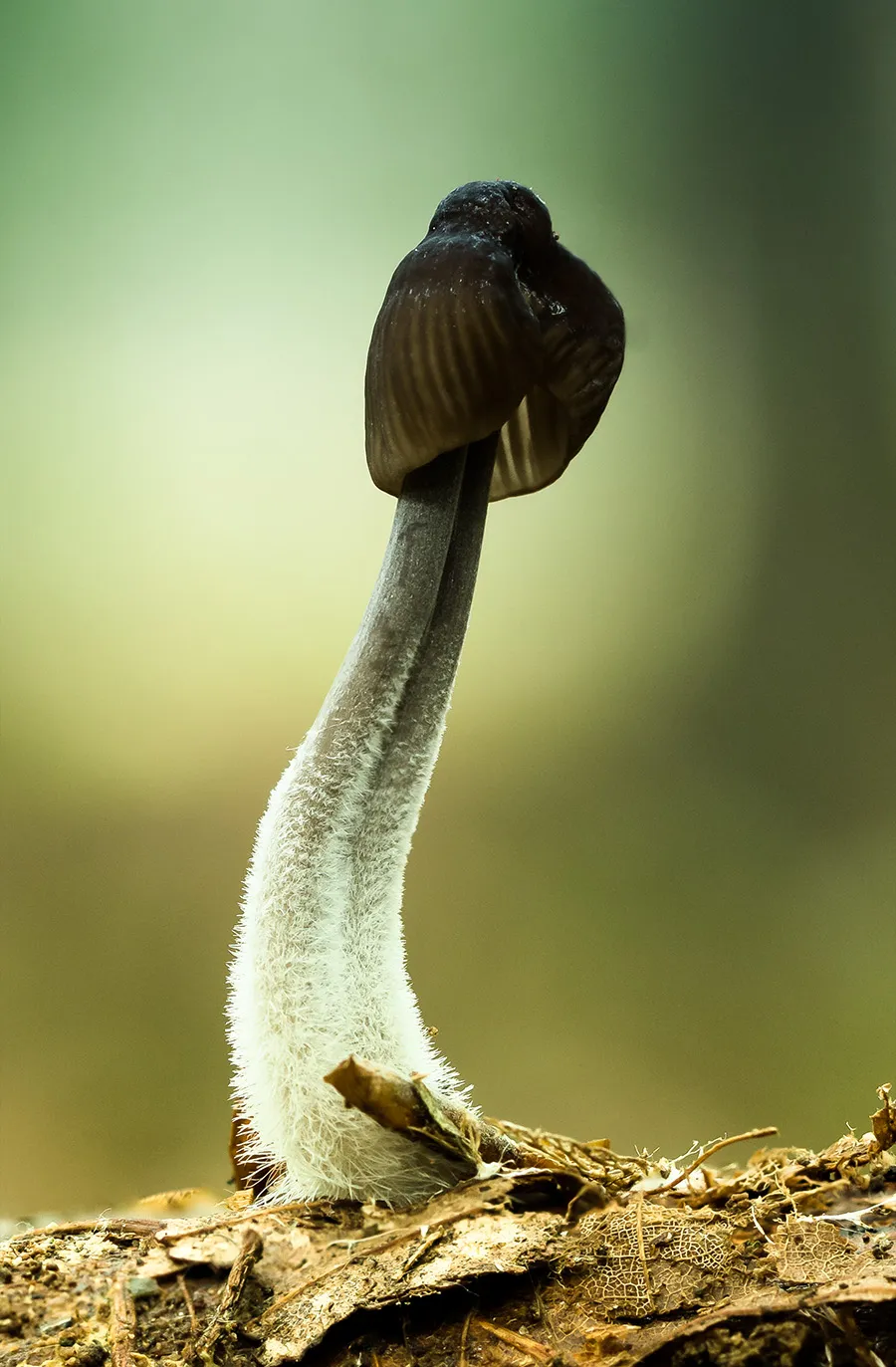 Other Mushrooms 2017 23