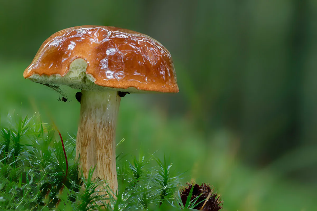 Other Mushrooms 2017 3