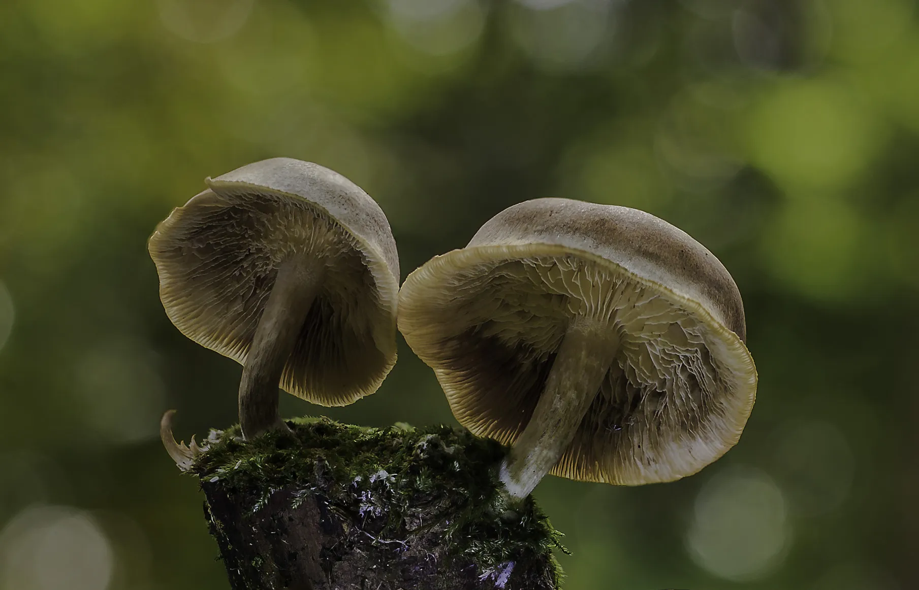Other Mushrooms 2017 9