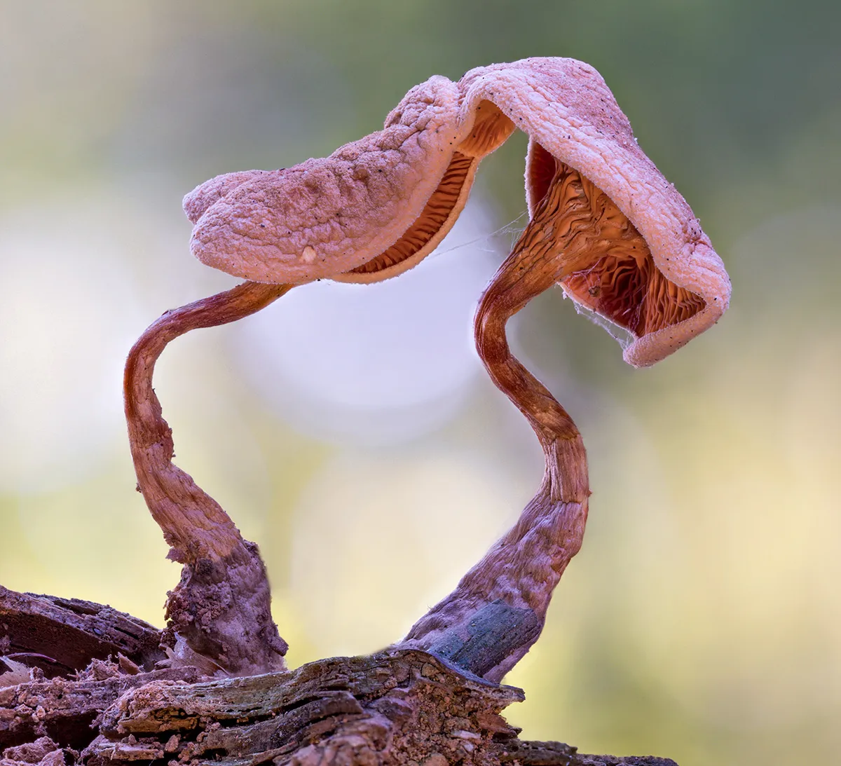 Other Mushrooms 2018 1