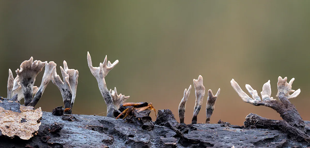 Other Mushrooms 2018 10