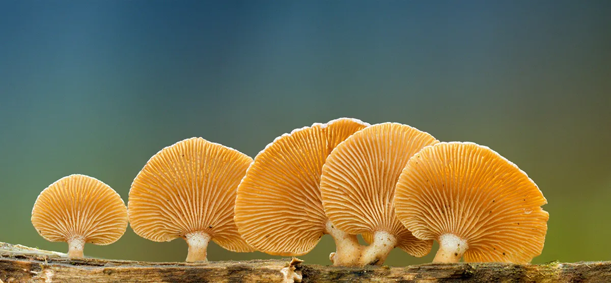 Other Mushrooms 2018 11