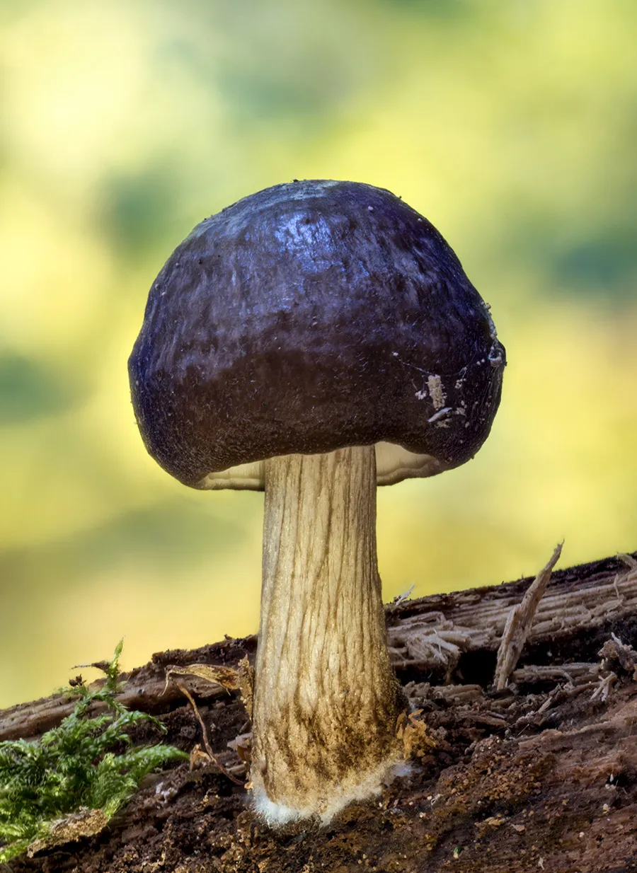 Other Mushrooms 2018 14