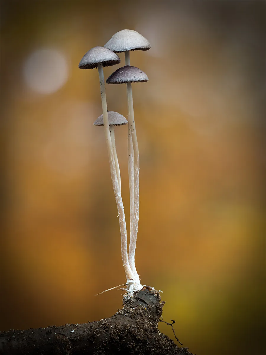 Other Mushrooms 2018 19