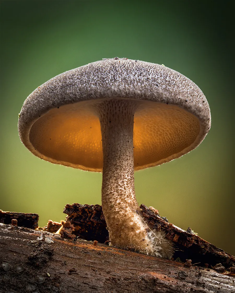 Other Mushrooms 2018 22
