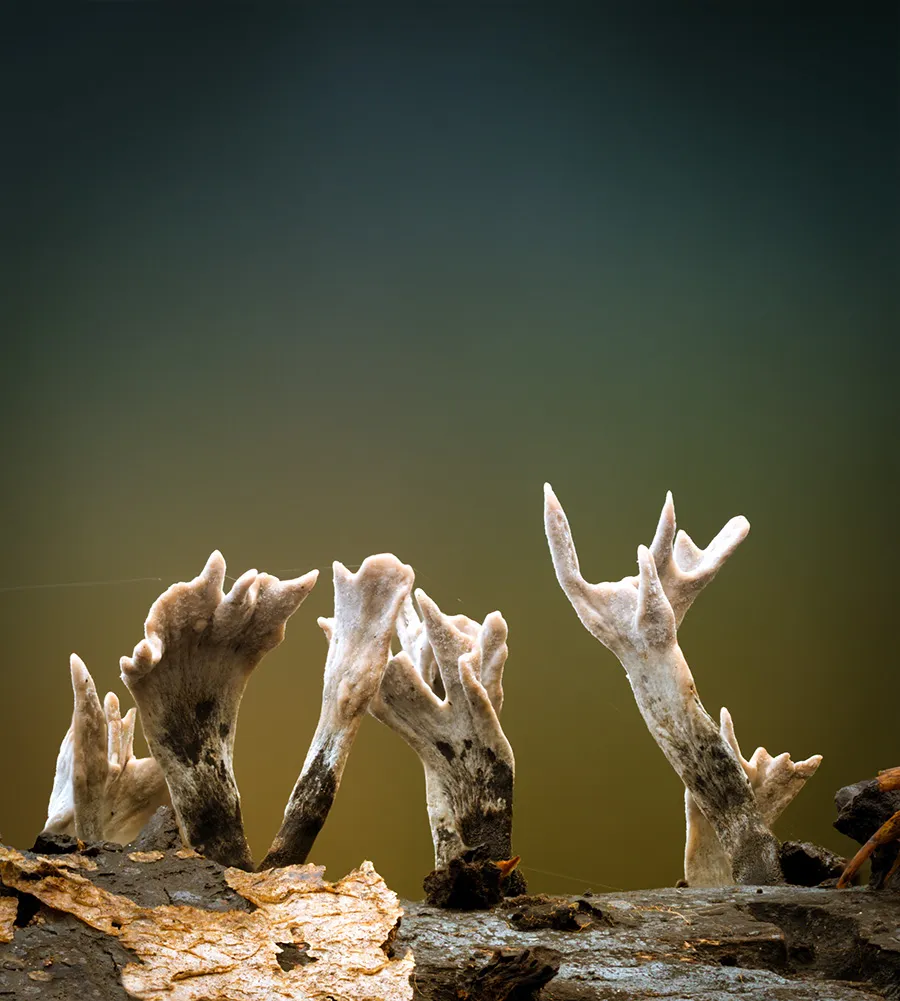 Other Mushrooms 2018 25