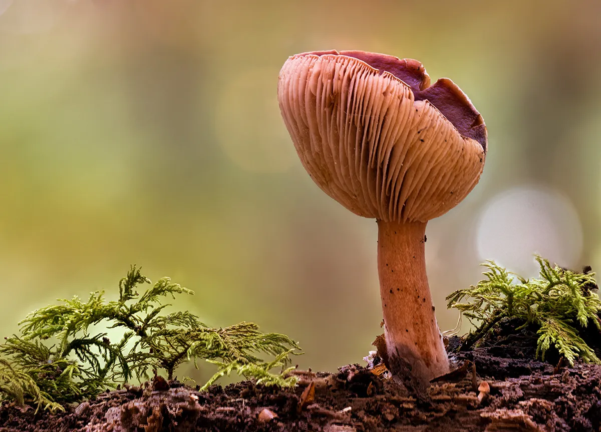 Other Mushrooms 2018 26