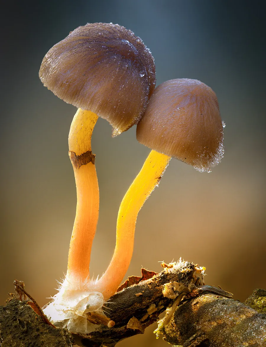 Other Mushrooms 2018 27