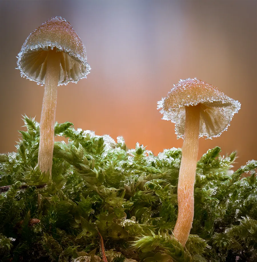 Other Mushrooms 2018 3