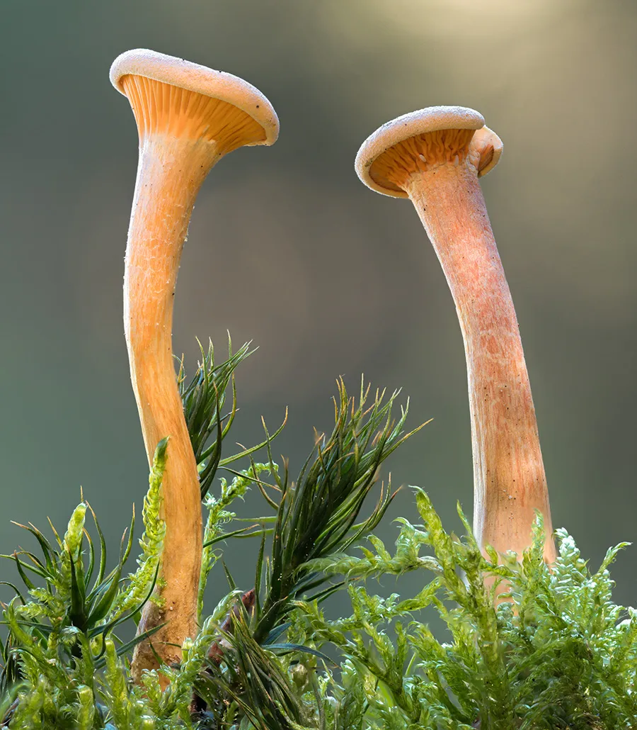 Other Mushrooms 2018 30