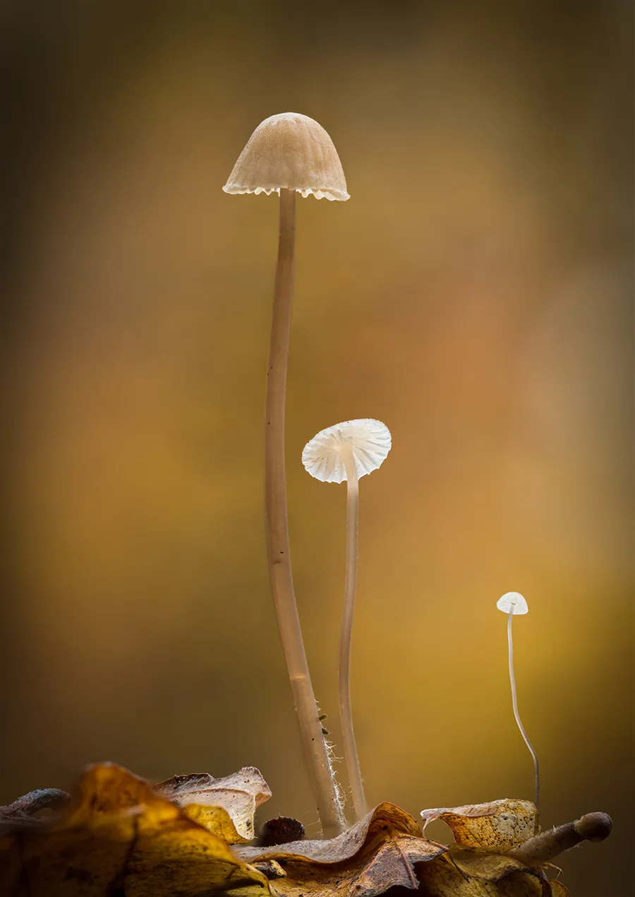 Other Mushrooms 2018 31