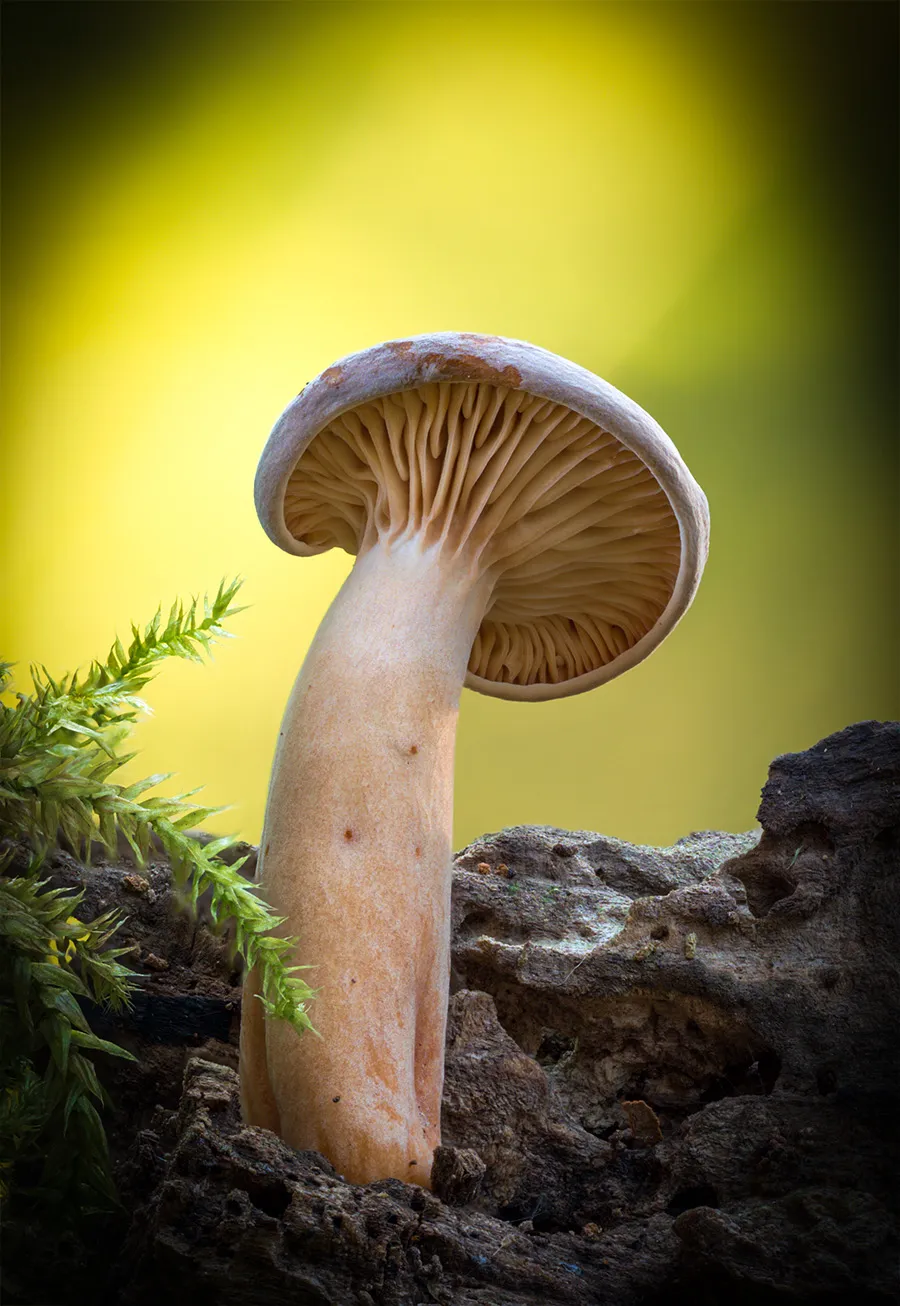 Other Mushrooms 2018 32