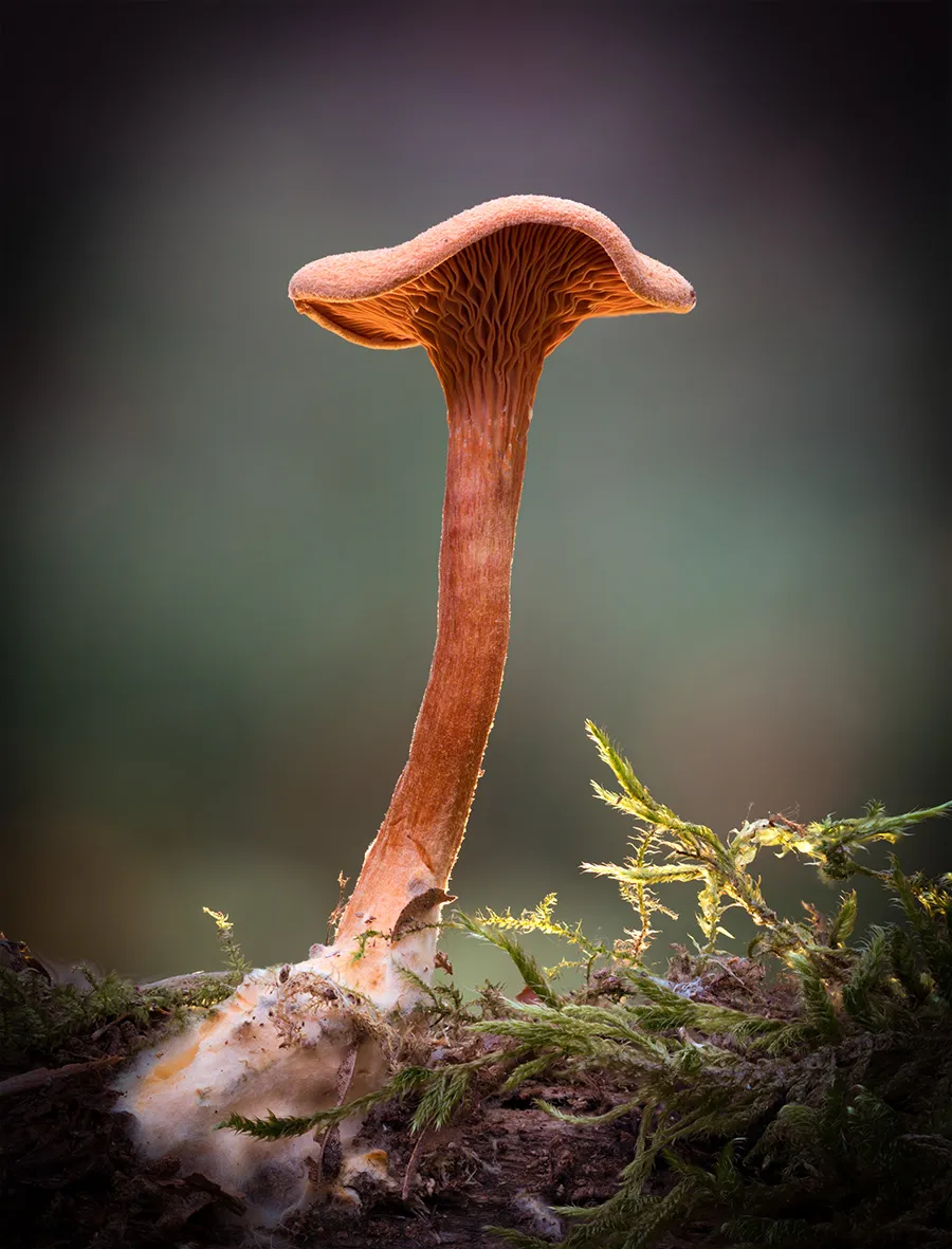 Other Mushrooms 2018 33