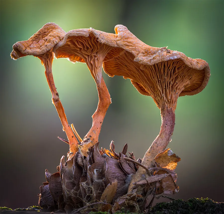 Other Mushrooms 2018 35