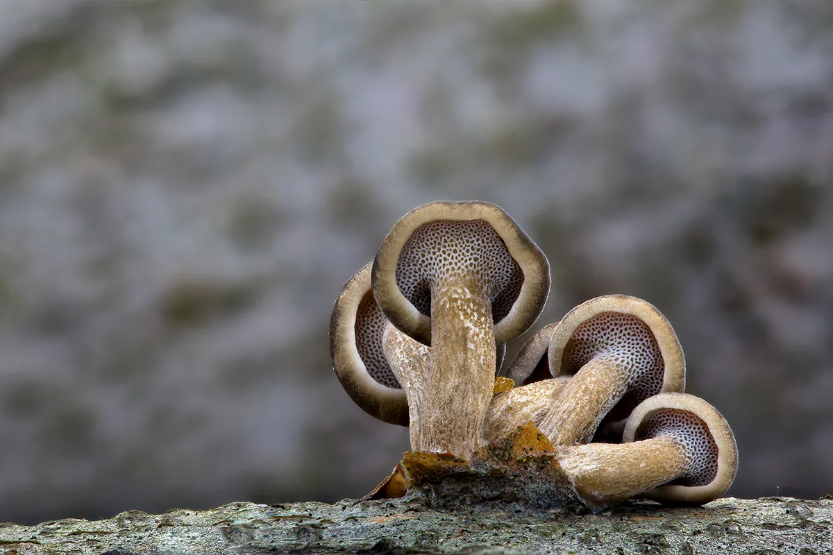 Other Mushrooms 2018 7
