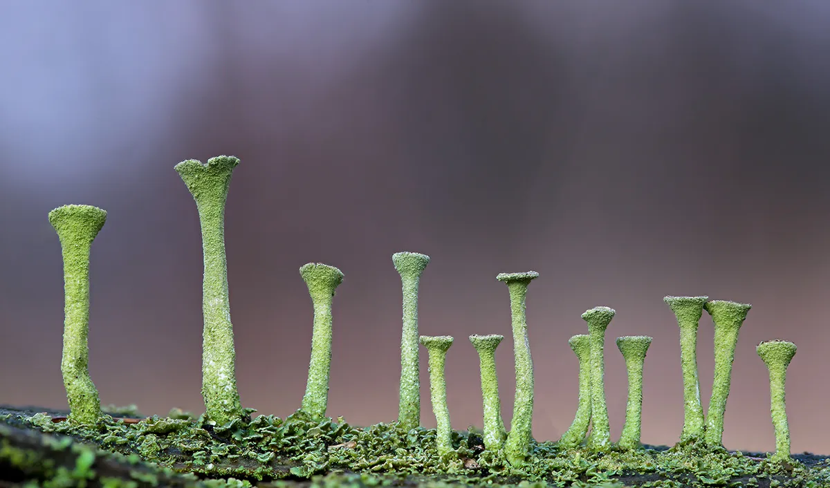 Other Mushrooms 2018 9