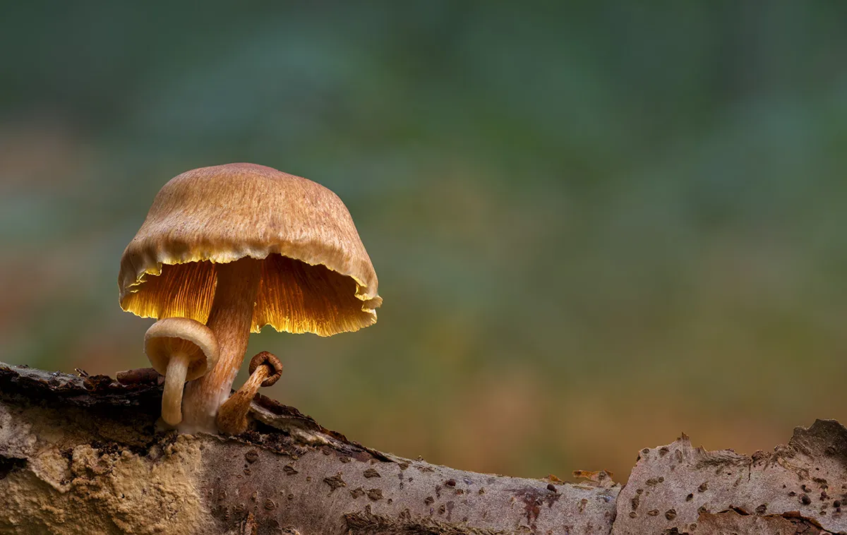 Other Mushrooms 2019 1