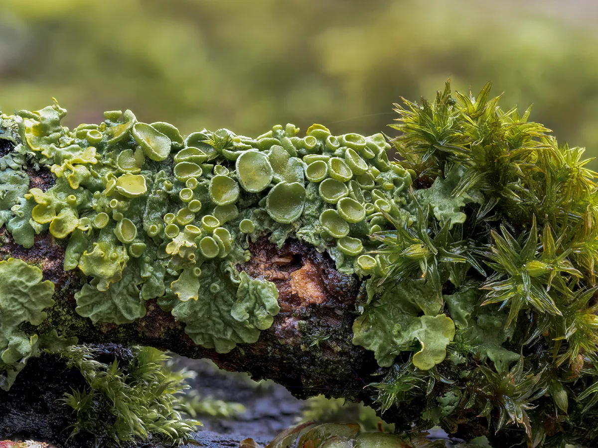 Other Mushrooms 2019 10