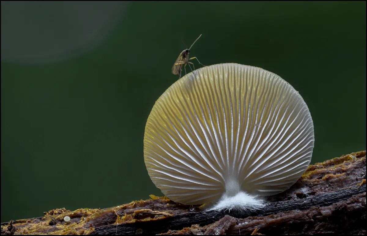Other Mushrooms 2019 11