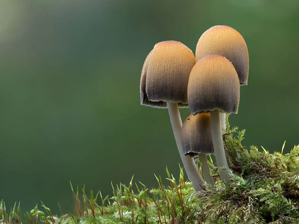 Other Mushrooms 2019 13