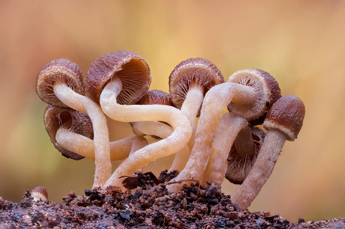 Other Mushrooms 2019 14