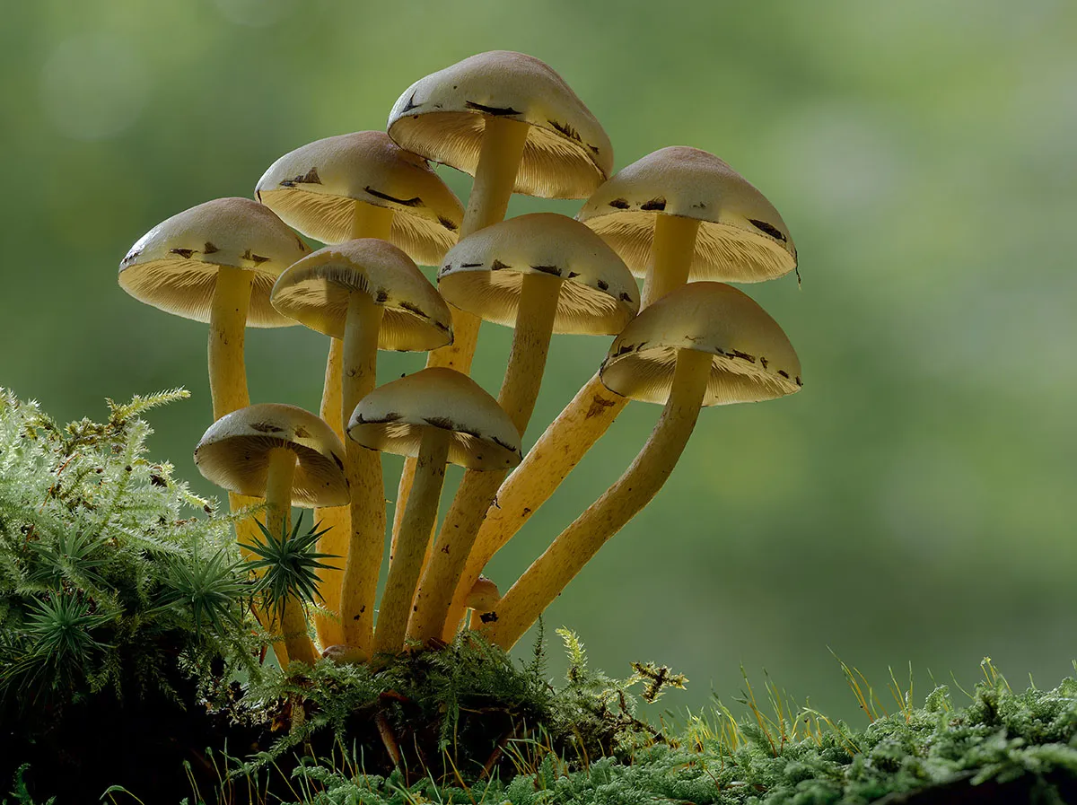 Other Mushrooms 2019 2