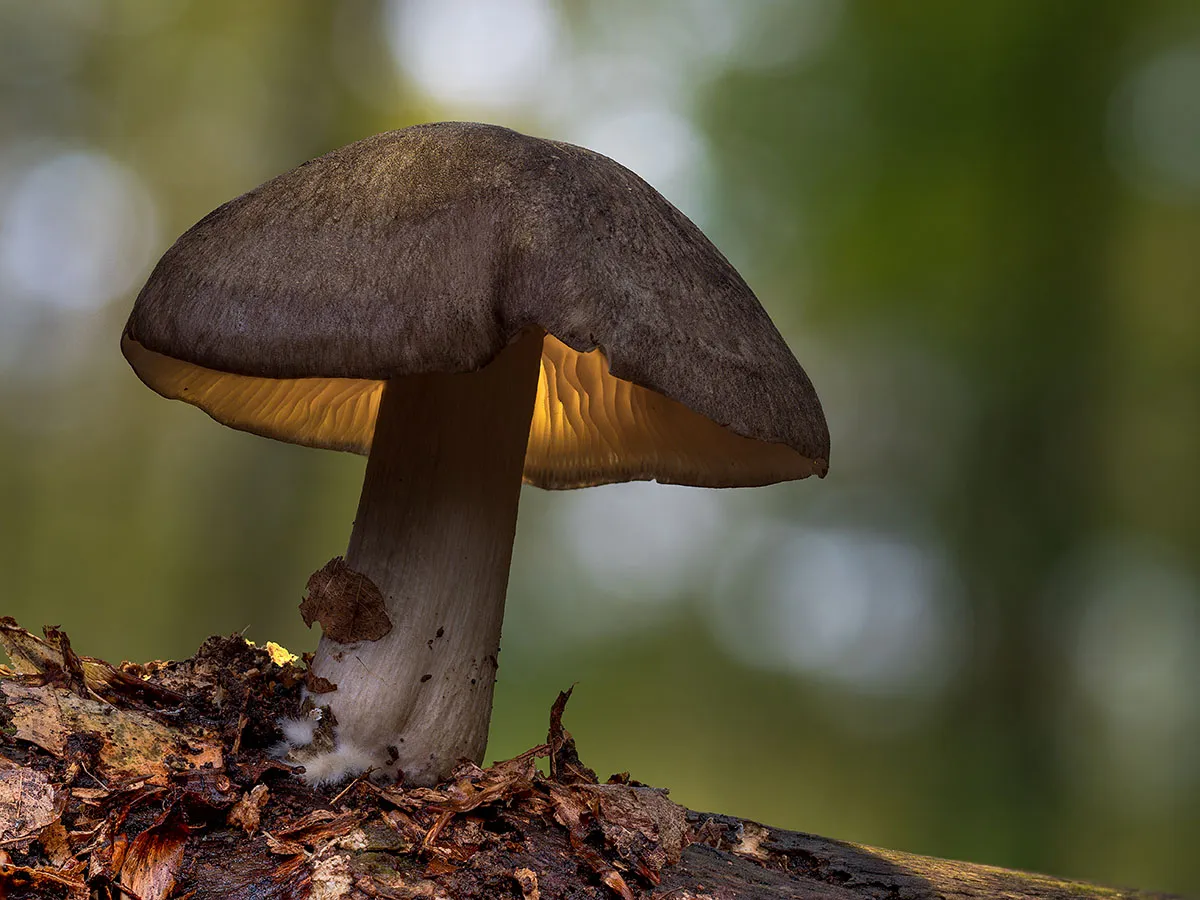 Other Mushrooms 2019 3