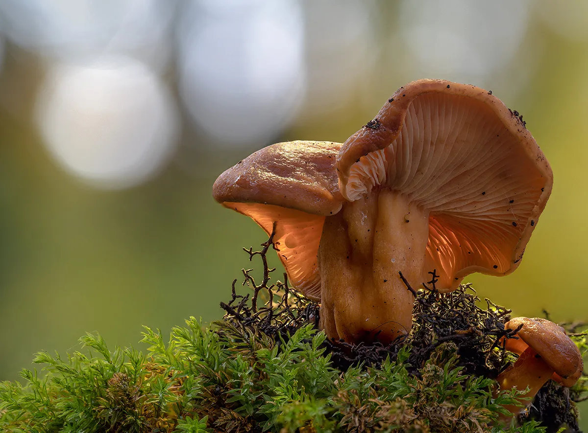 Other Mushrooms 2019 4