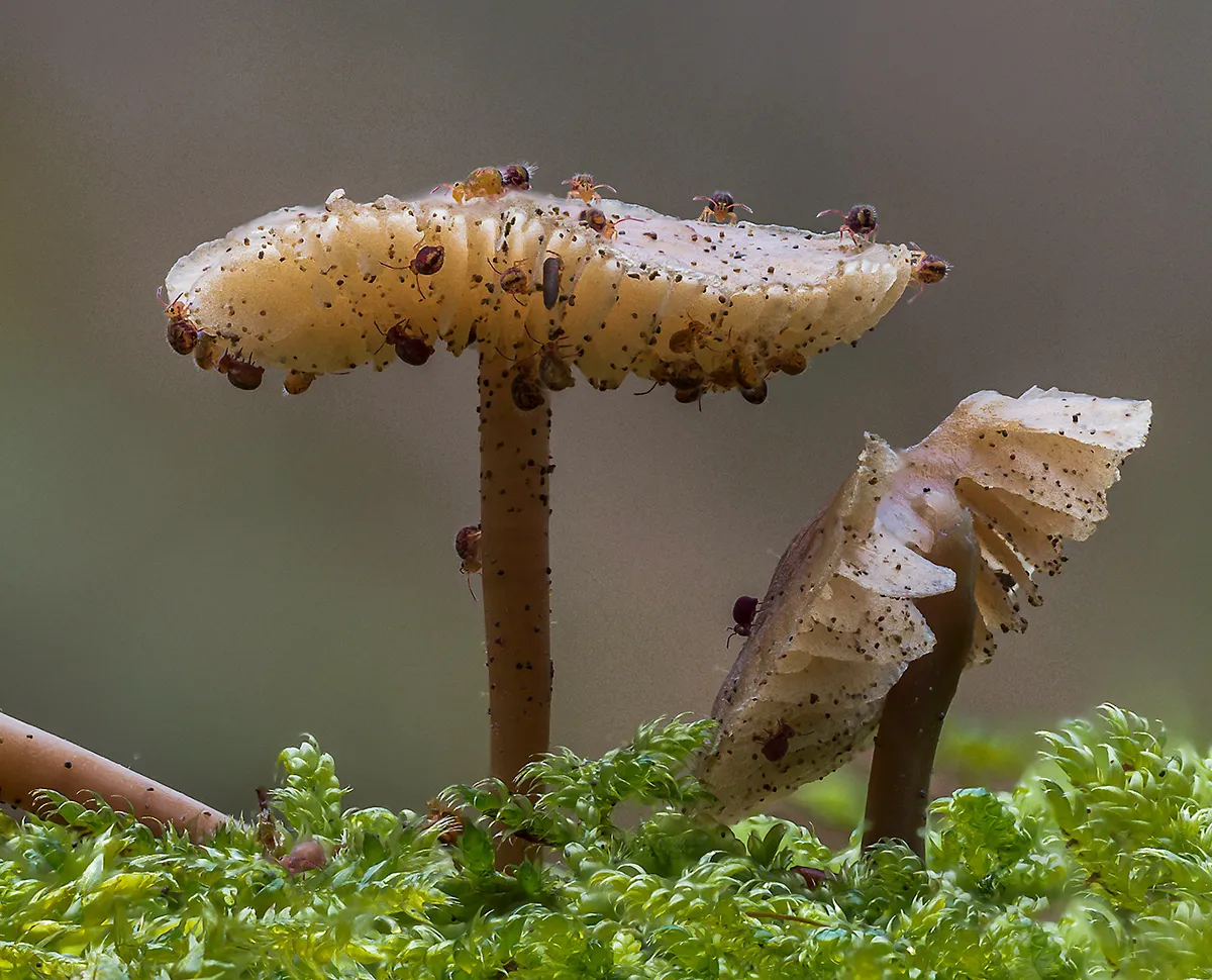 Other Mushrooms 2019 7
