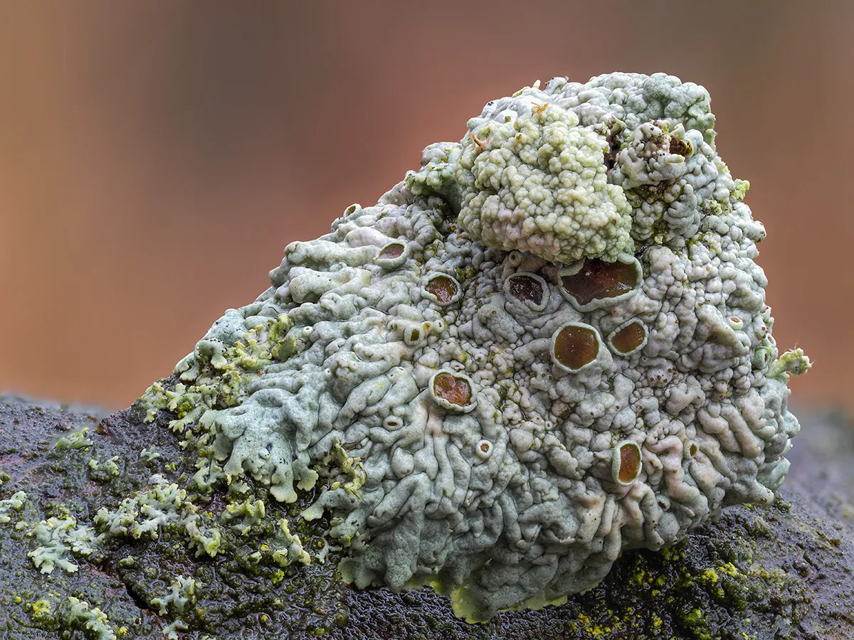 Other Mushrooms 2019 9