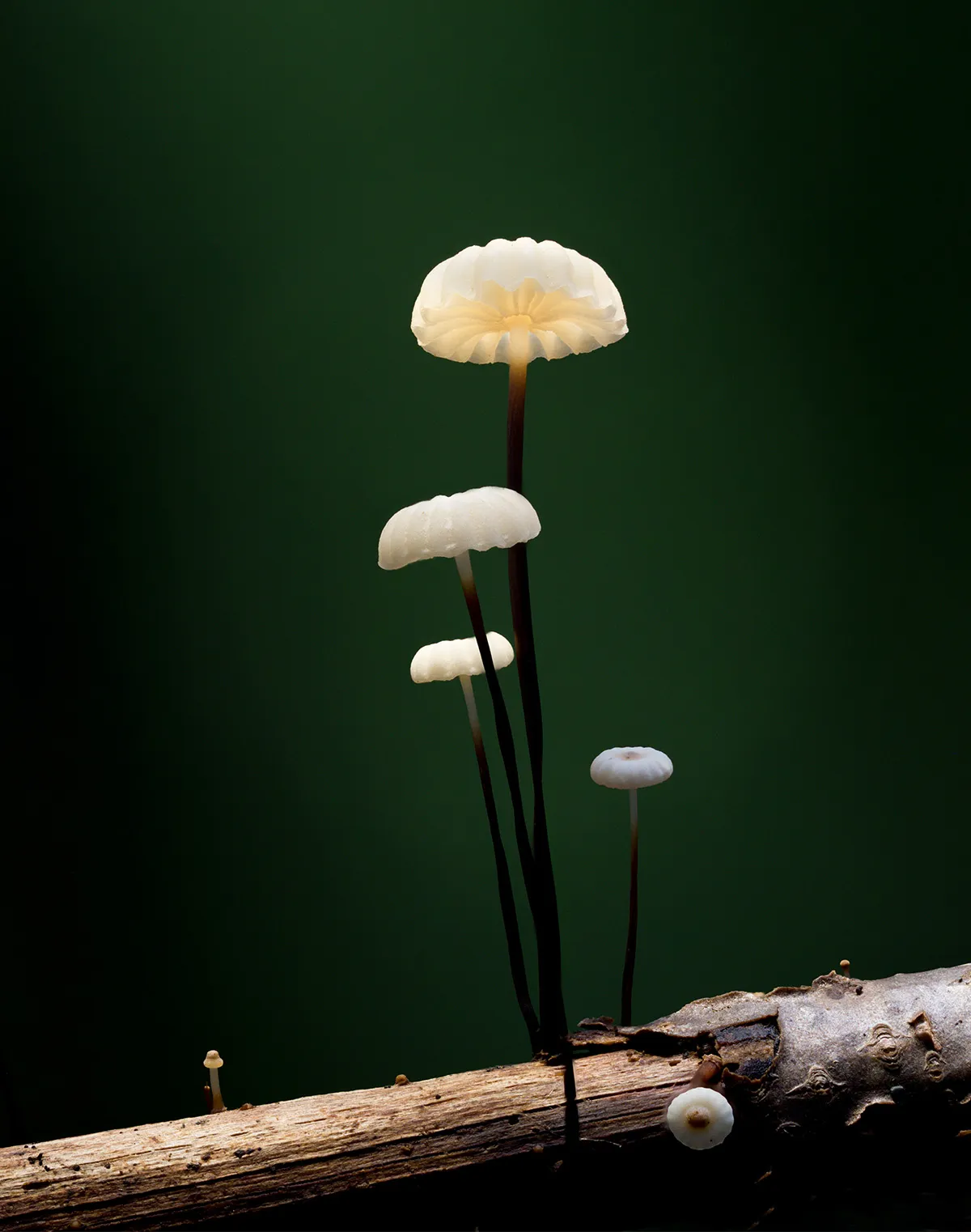 Other Mushrooms 2023 11