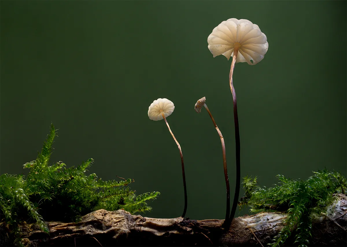 Other Mushrooms 2023 12