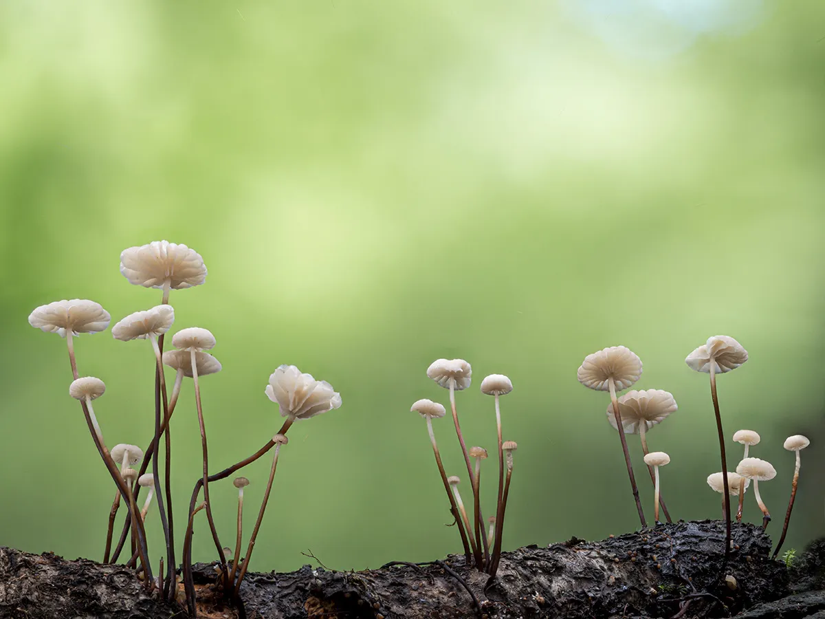 Other Mushrooms 2023 13