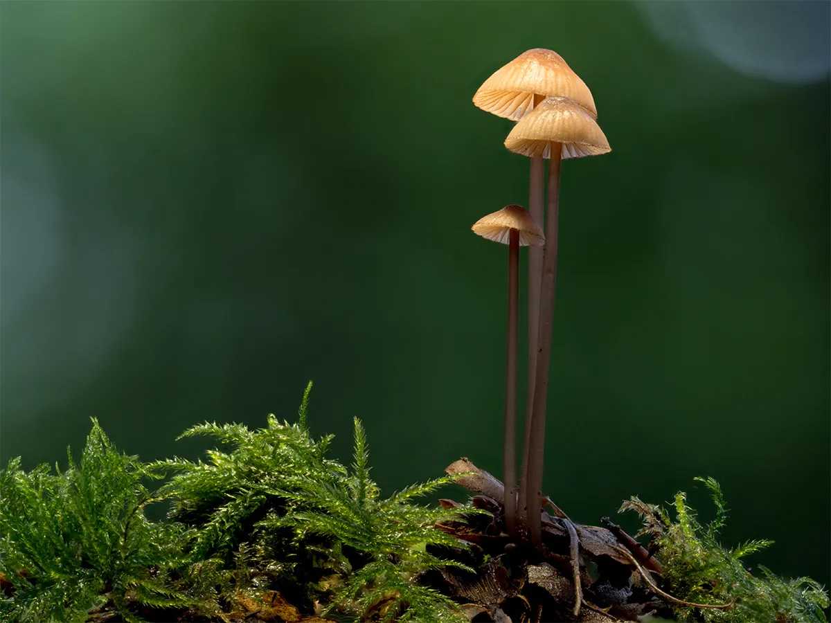 Other Mushrooms 2023 14
