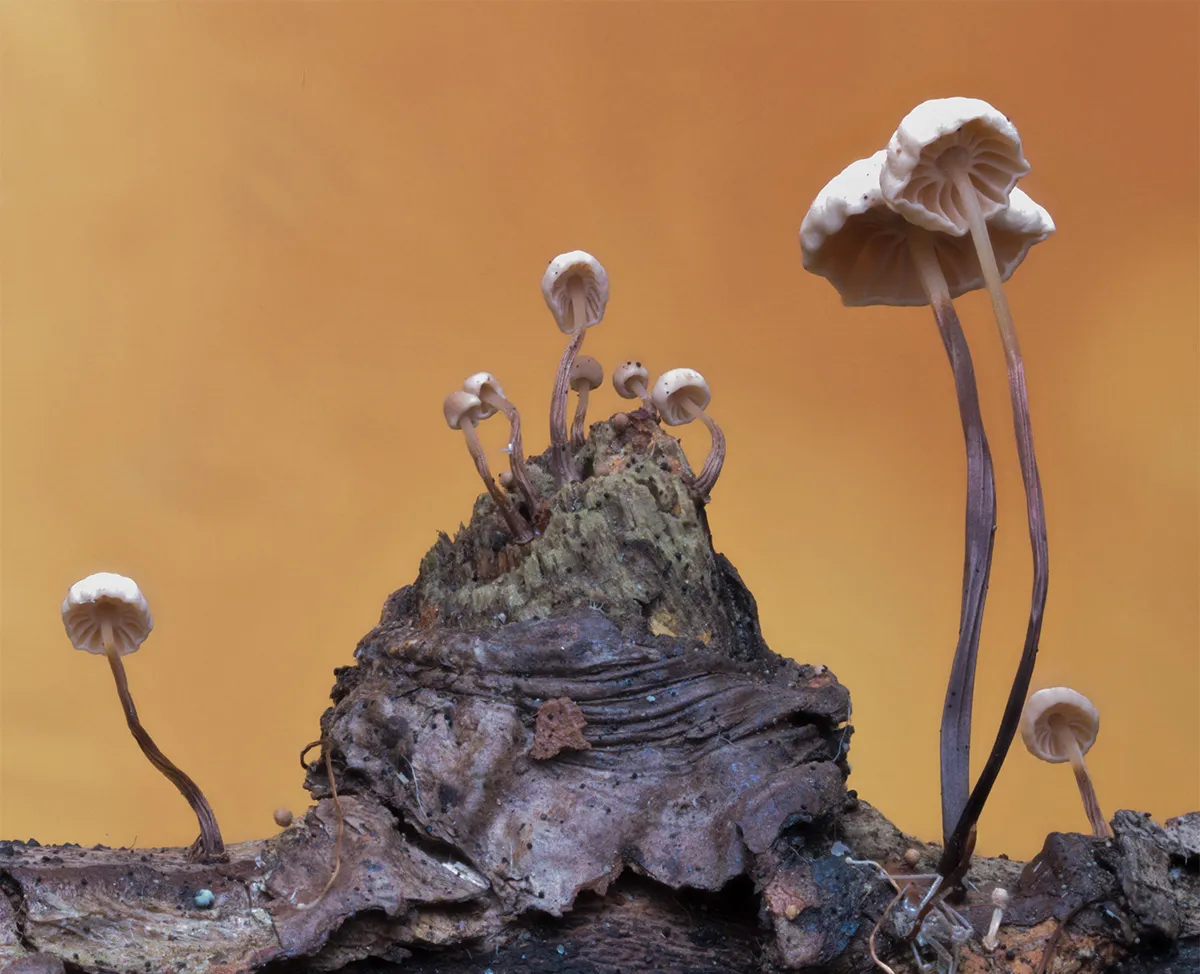 Other Mushrooms 2023 15
