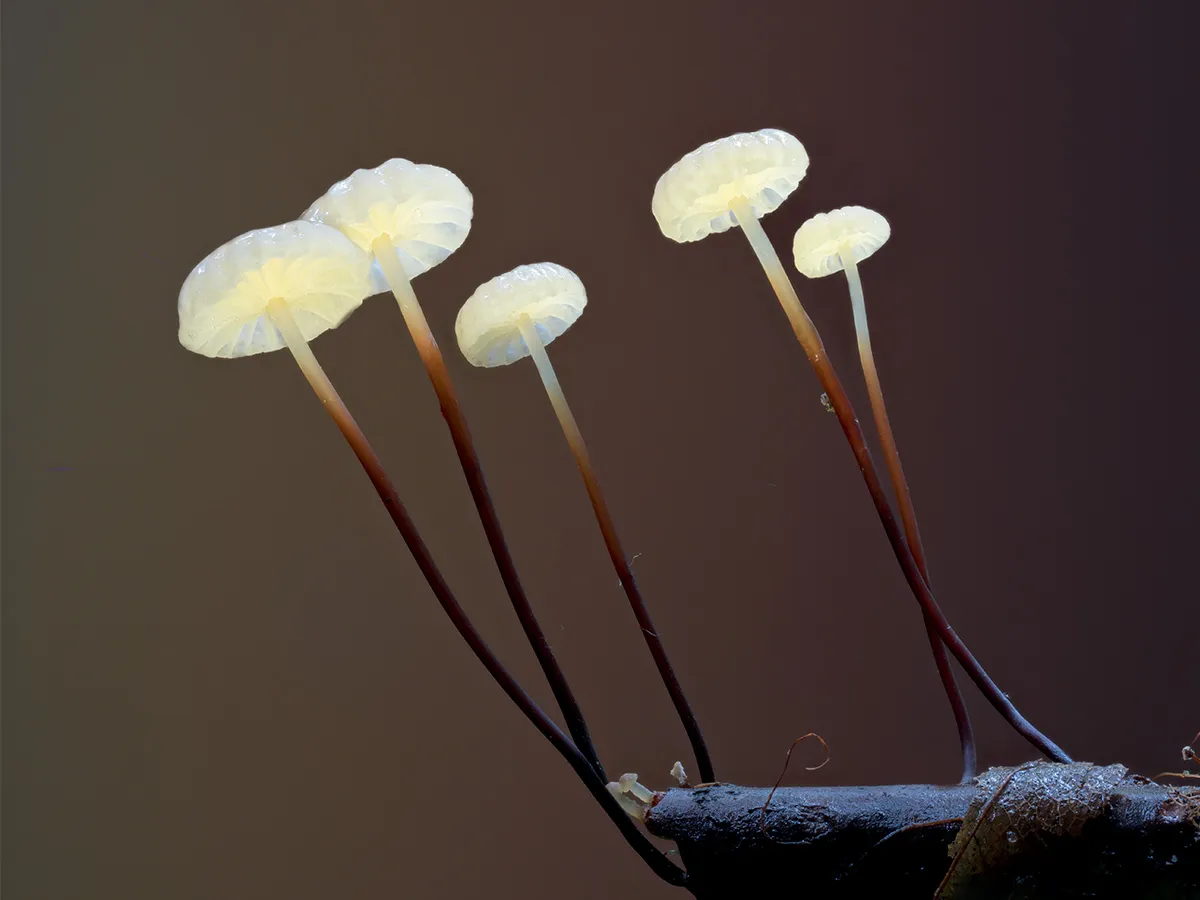 Other Mushrooms 2023 17