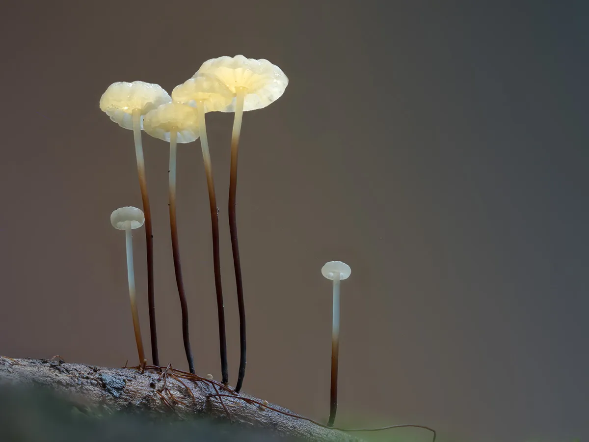 Other Mushrooms 2023 19