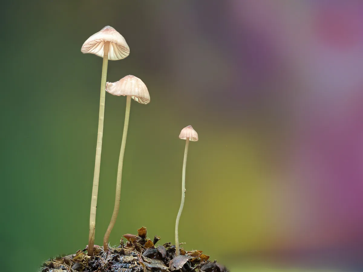Other Mushrooms 2023 2