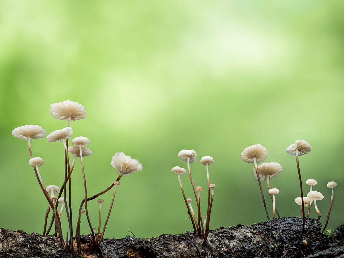 Other Mushrooms 2023 3