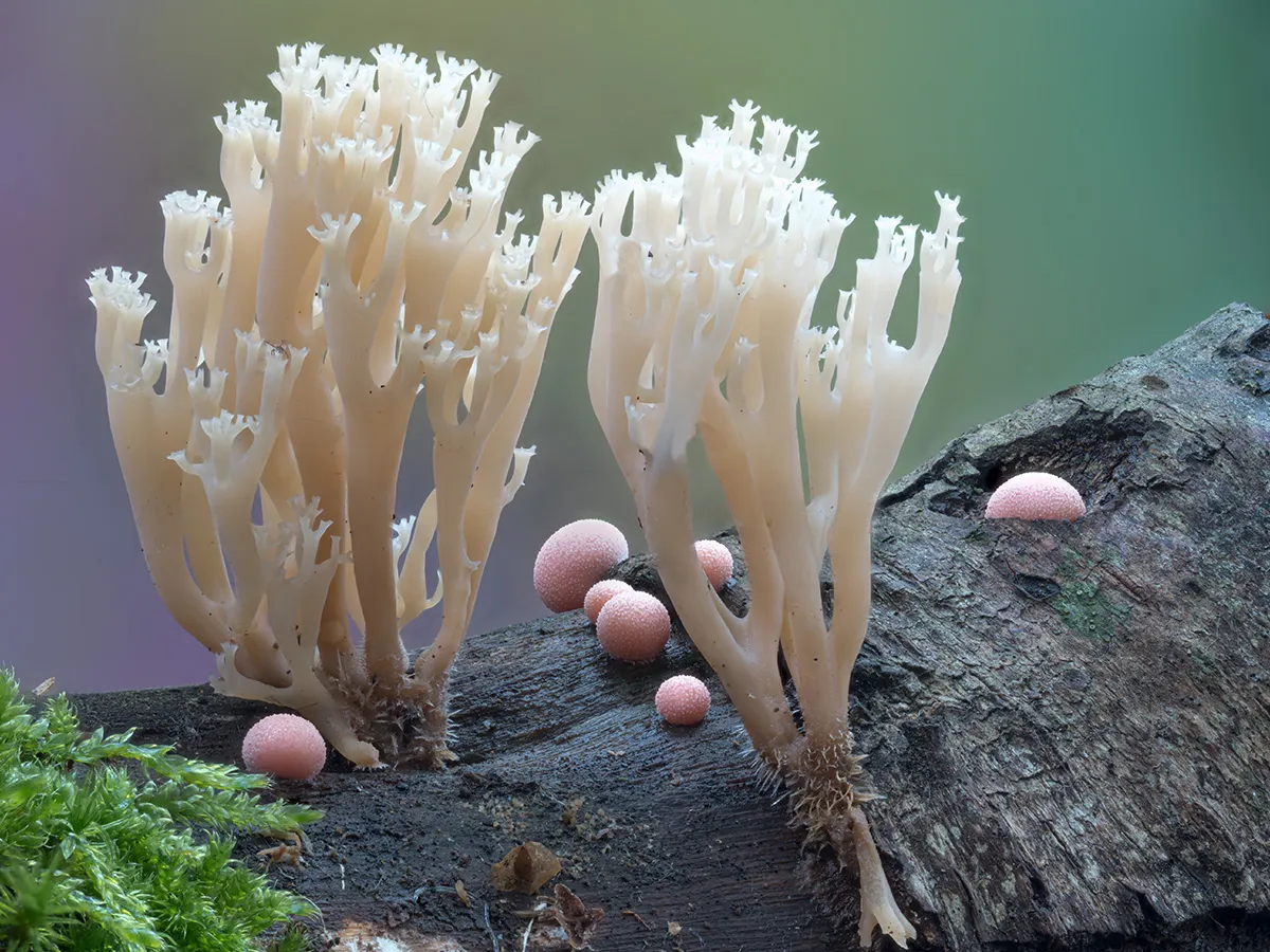 Other Mushrooms 2023 5