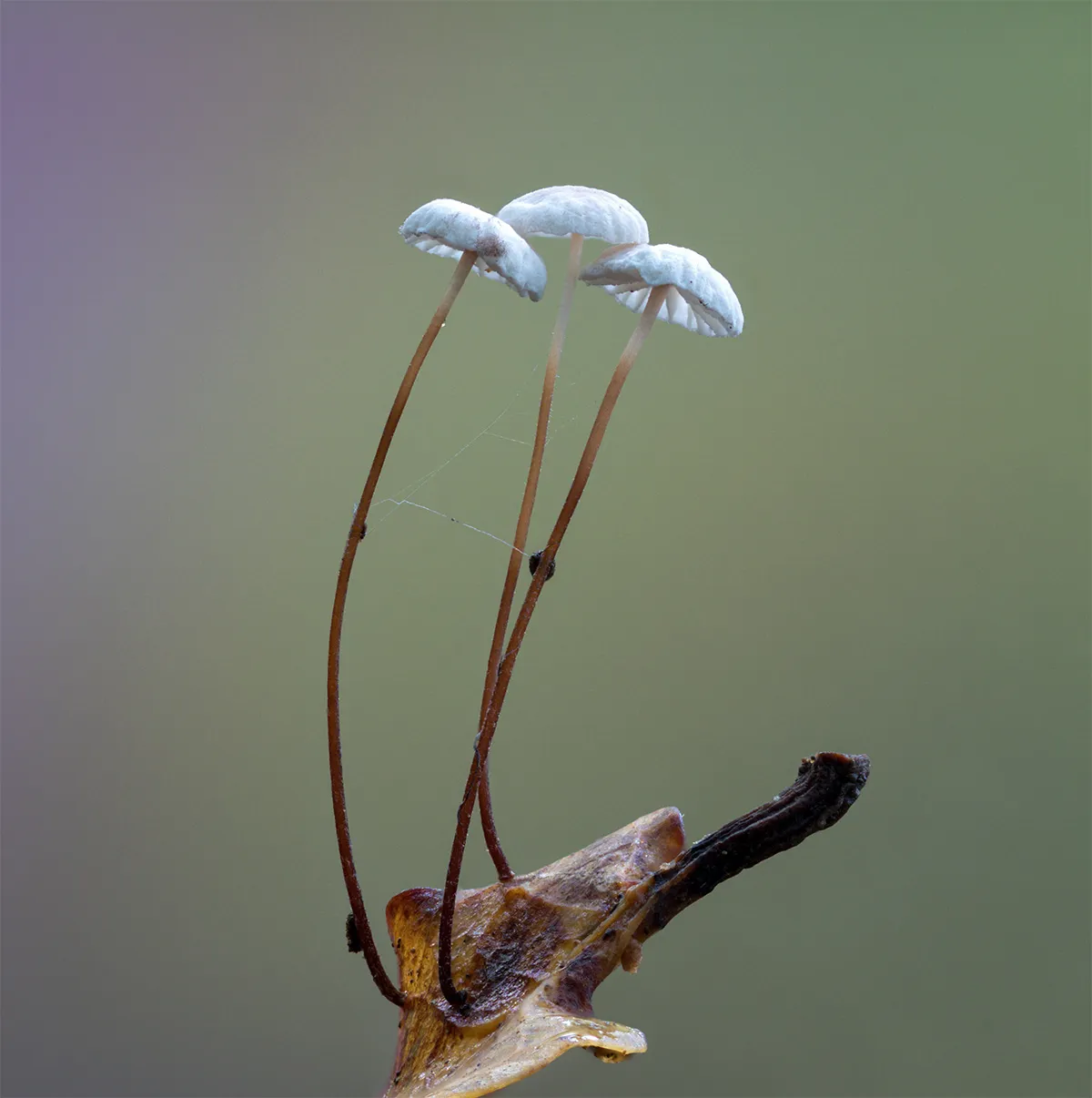Other Mushrooms 2023 7