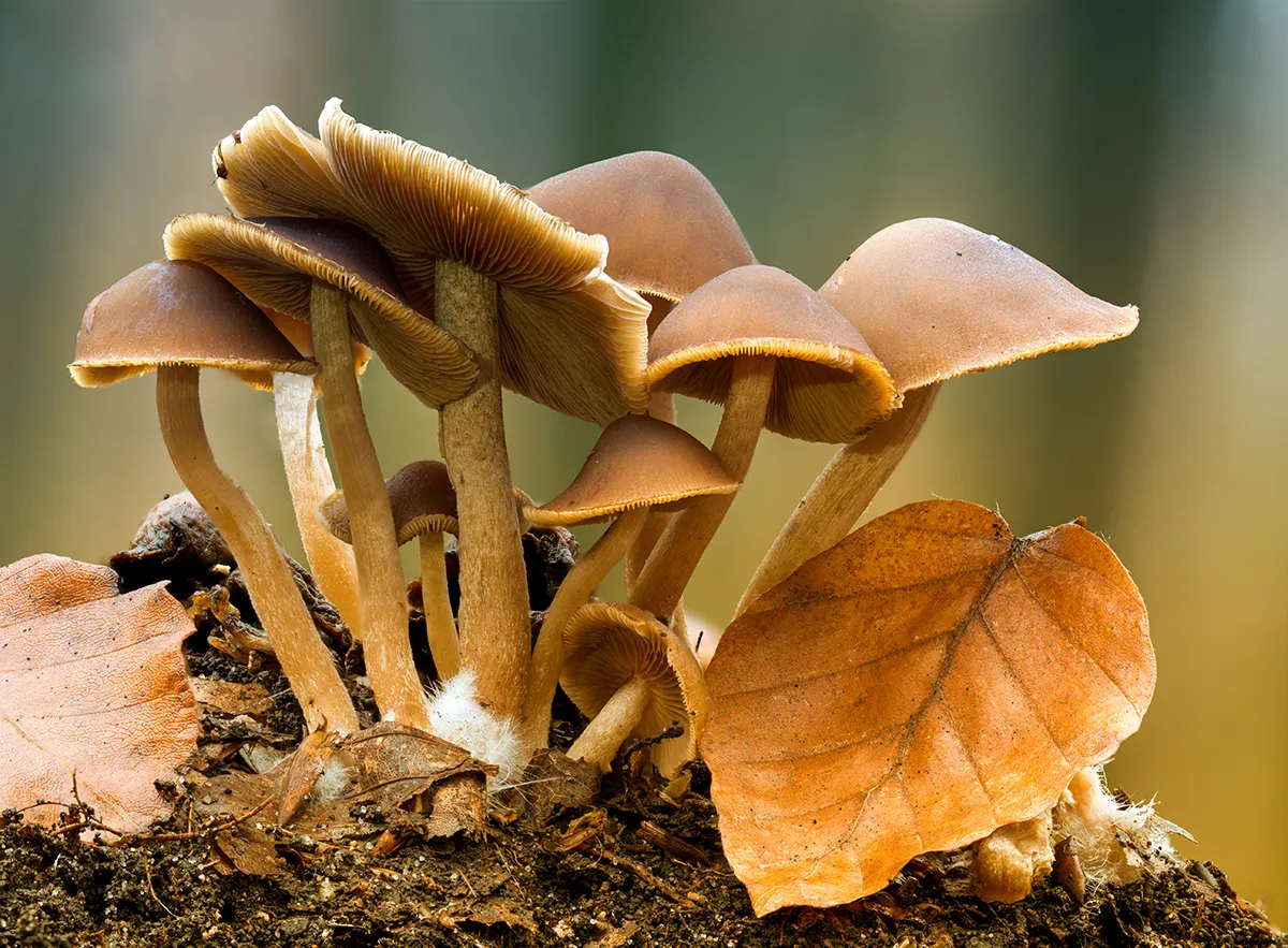 Other Mushrooms 2024 1