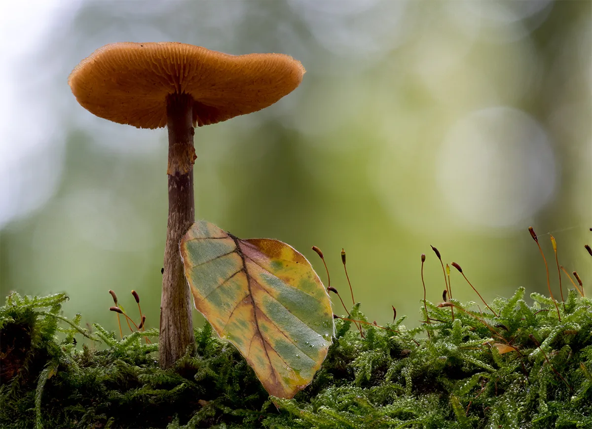 Other Mushrooms 2024 10